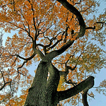 Awesome Autumn Foliage - Old Growth Deciduous Tree