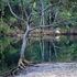 Mc Carrs Creek Mangrove