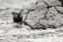 Blackish Oystercatcher (juvenile) legs submerged, Chanaral Island