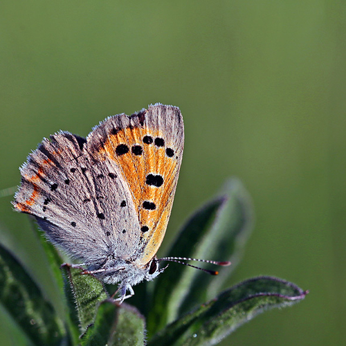 An American Copper butterfly.