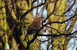 Blackbird
