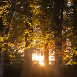 Morning Light