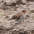 Little Bunting