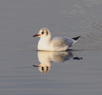 Black Headed Gull