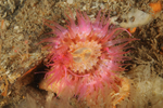 Sagartia elegans rosea