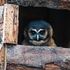 BBO-06-Brown Wood Owl