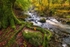 Clinging-to-Autumn