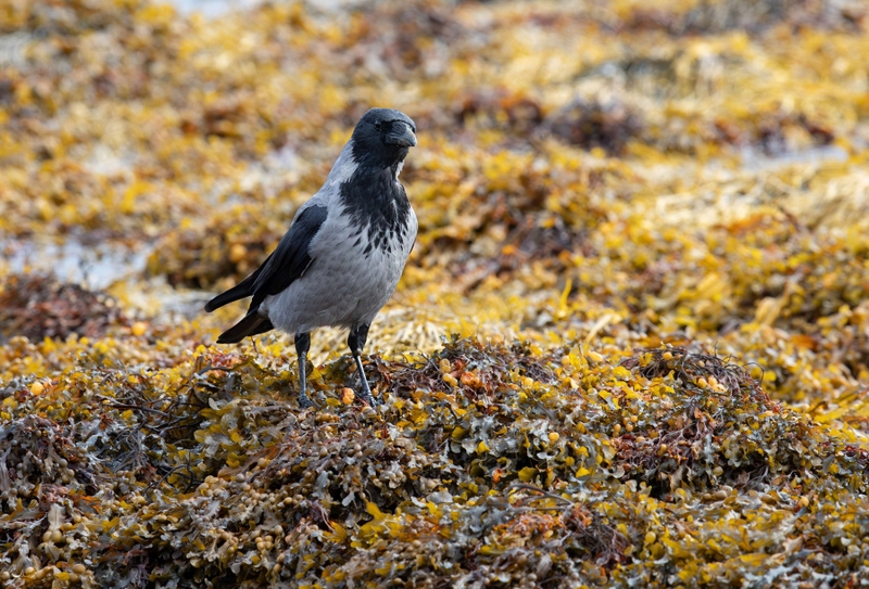 Hooded Crow - Isle of Mull - Scotland