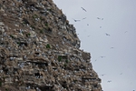 Kittiwakes
