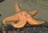 Colorful starfish