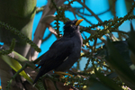 Jungle Myna portfolio