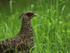 Kalij Pheasant (female), Kipukapuaulu, Hawaii