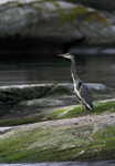 SBH005: Grey Heron
