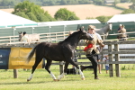 SBM_00781