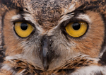The Eyes Have It