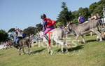 Donkey Derby_2016-5