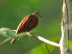 Ruddy Ground-Dove (male), Costa Rica