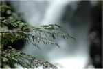 Ceder Branch and Elk Falls