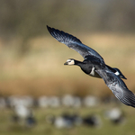 Barnacle Goose