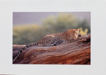 001 Leopard on Log