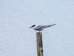 Common Tern