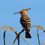 Eurasian Hoopoe (Upupa epops)