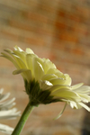 Flowers Set 1 - 06
