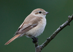 Isabelline Shrike 1