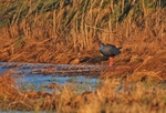 Western Purple Swamphen
