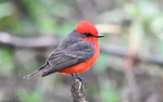 Vermilion Flycatcher