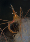 Macropodia rostrata