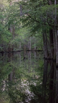 LAST LIGHT - BEIDLER SWAMP, SC