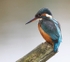 Female Kingfisher