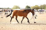SBM_10462