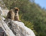 Barbary Macaque looks out, Gibraltar