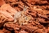 Rock Wallabies