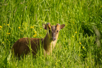 Muntjac Deer - Hollesley Marshes
