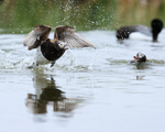 Long-tailed Duck portfolio