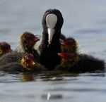 COOTS