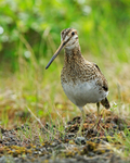 Snipe portfolio