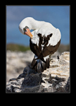 Nazca booby