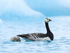 Barnacle Goose & gosling, Jokulsarlon, Iceland