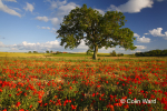 Poppy Field