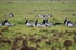 Barnacle Geese