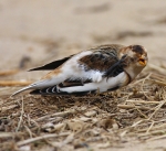Snow Bunting