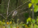 Common Whitethroat