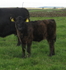 Kate U3 As A Calf