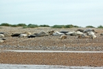 Common Seals