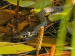Grass Snake