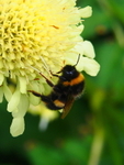 Honey_Bee